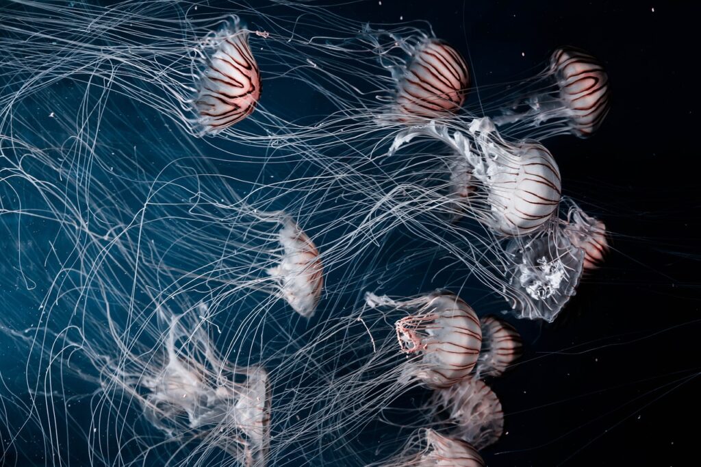 jellyfish aquatic animal ocean 2566795